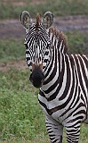 Zebra, Serengeti